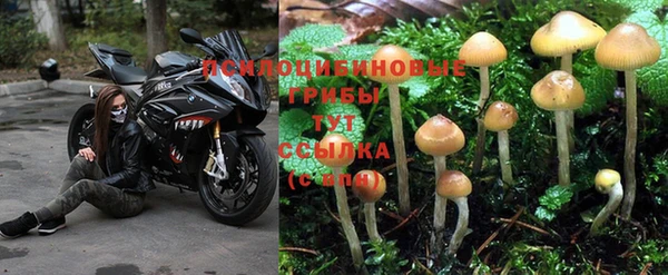 эйфоретик Пересвет